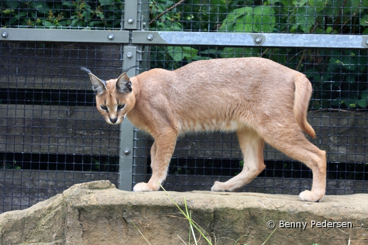 karakal IMG_9247.jpg - Karakal (Caracal caracal)